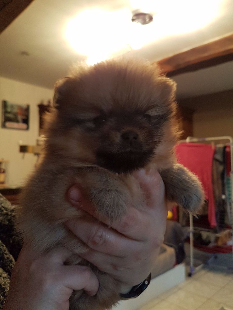 Du Domaine Du Therval - Spitz allemand - Portée née le 29/09/2017